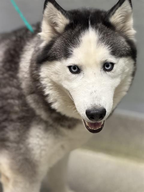 Princess, a Siberian Husky, available for adoption