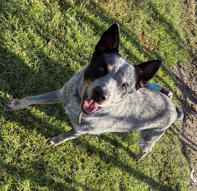 Fellow, a Australian Cattle Dog/Blue Heeler (mix breed), available for adoption