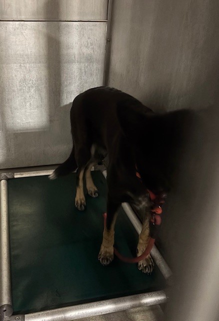 Shadow, a German Shepherd, available for adoption