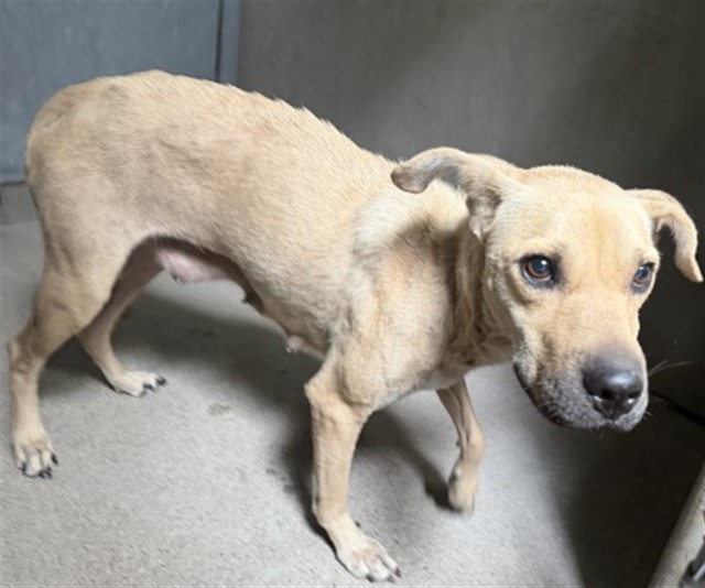 Lola, a Pit Bull Terrier (mix breed), available for adoption
