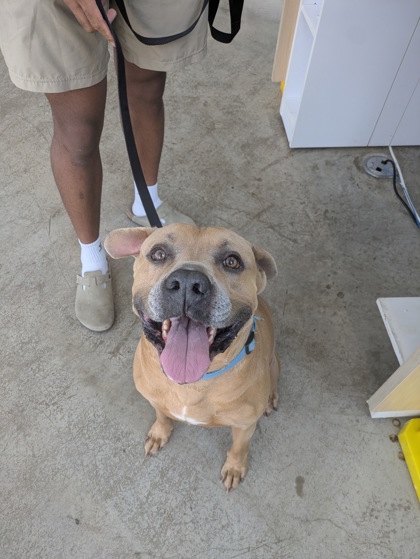 Dale, a Mastiff, available for adoption