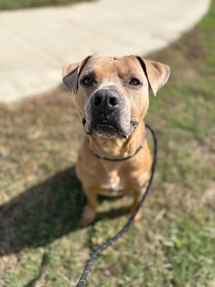 Dale, a Mastiff, available for adoption