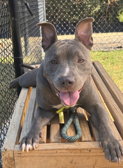 Beth, a Pit Bull Terrier (mix breed), available for adoption