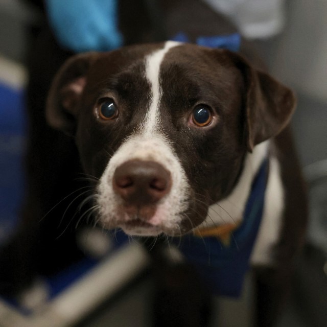 Thunderbolt, a American Staffordshire Terrier, available for adoption