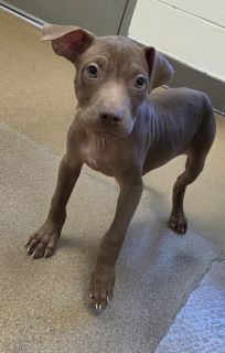 Mahogany, a Doberman Pinscher (mix breed), available for adoption