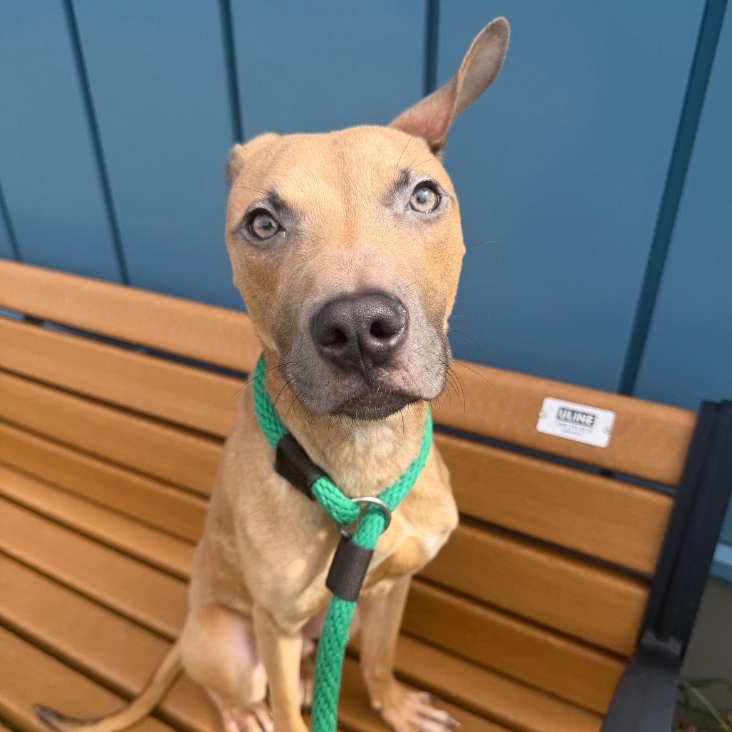 Hopper, a American Staffordshire Terrier (mix breed), available for adoption