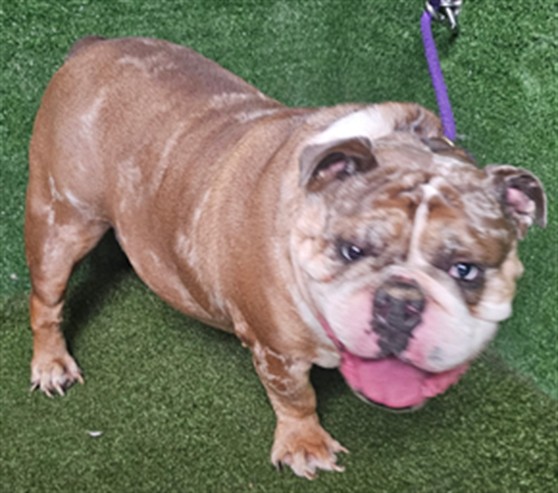 Butterball, a English Bulldog, available for adoption