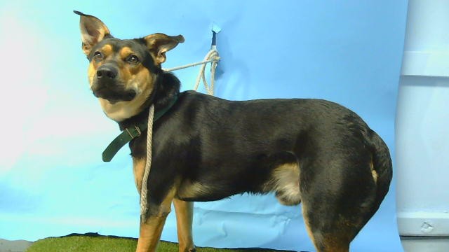 Sox, a German Shepherd, available for adoption