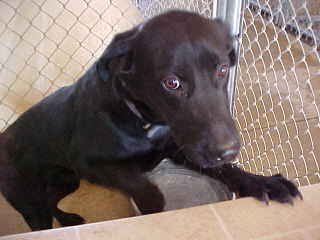 Other Photos of thie Dog