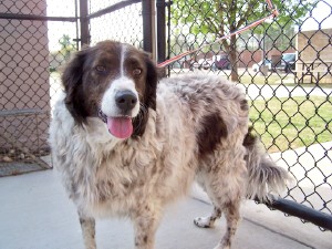 Other Photos of thie Dog