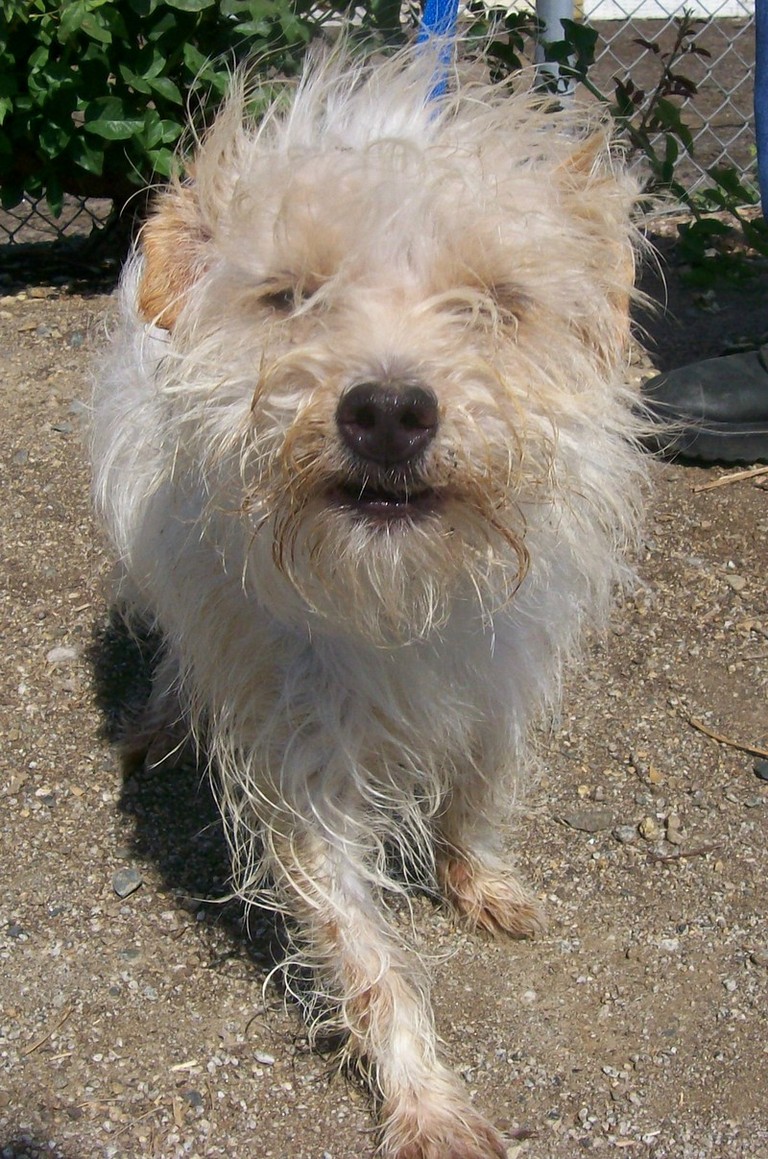 Other Photos of thie Dog