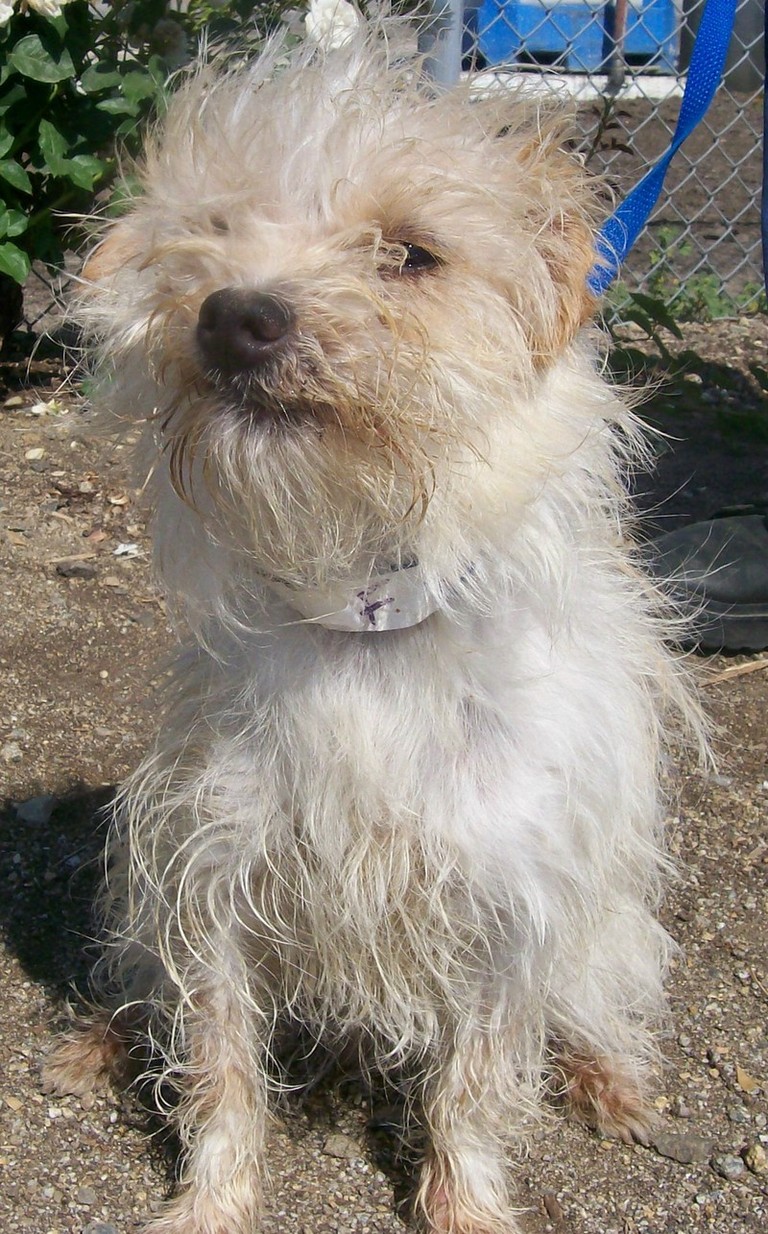 Other Photos of thie Dog