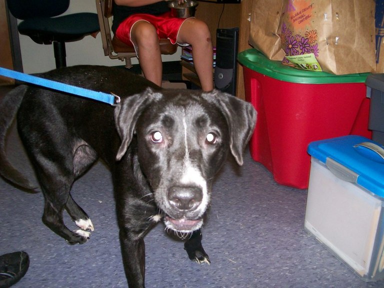 Other Photos of thie Dog