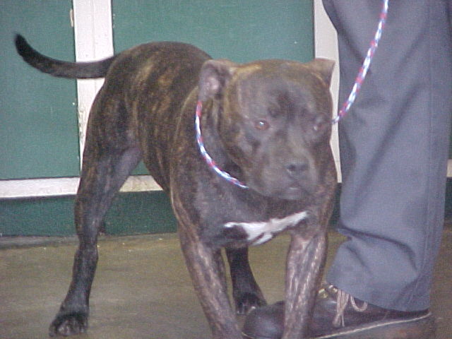 Other Photos of thie Dog