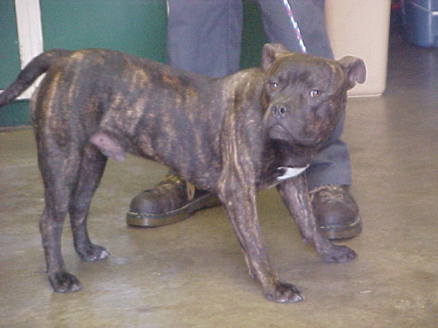 Other Photos of thie Dog