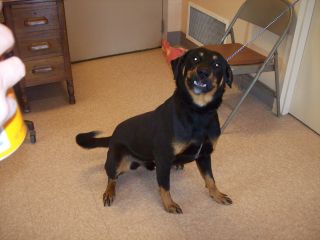 Other Photos of thie Dog