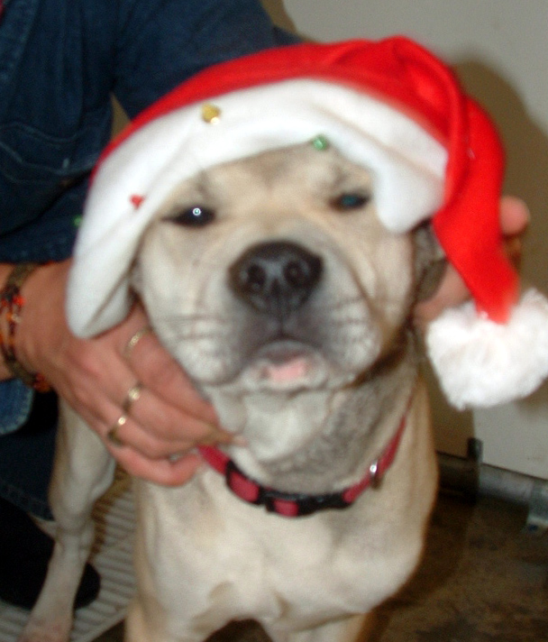 Other Photos of thie Dog