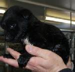 Other Photos of thie Dog
