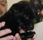 Other Photos of thie Dog