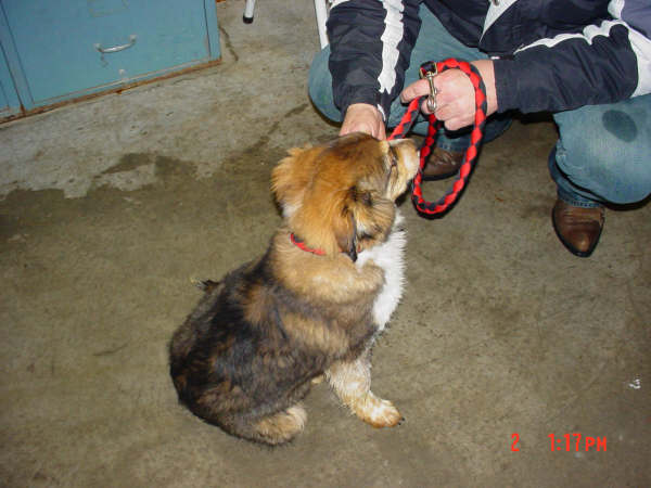 Other Photos of thie Dog