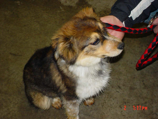 Other Photos of thie Dog