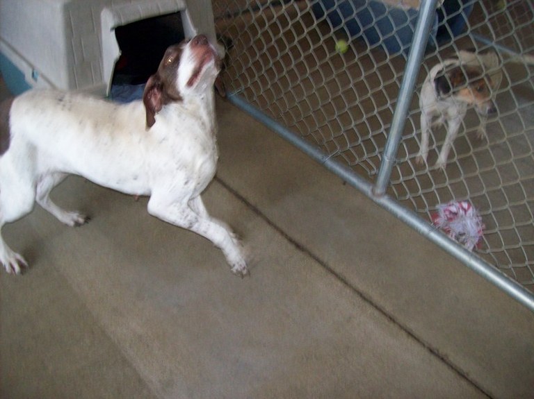 Other Photos of thie Dog