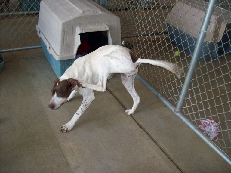 Other Photos of thie Dog