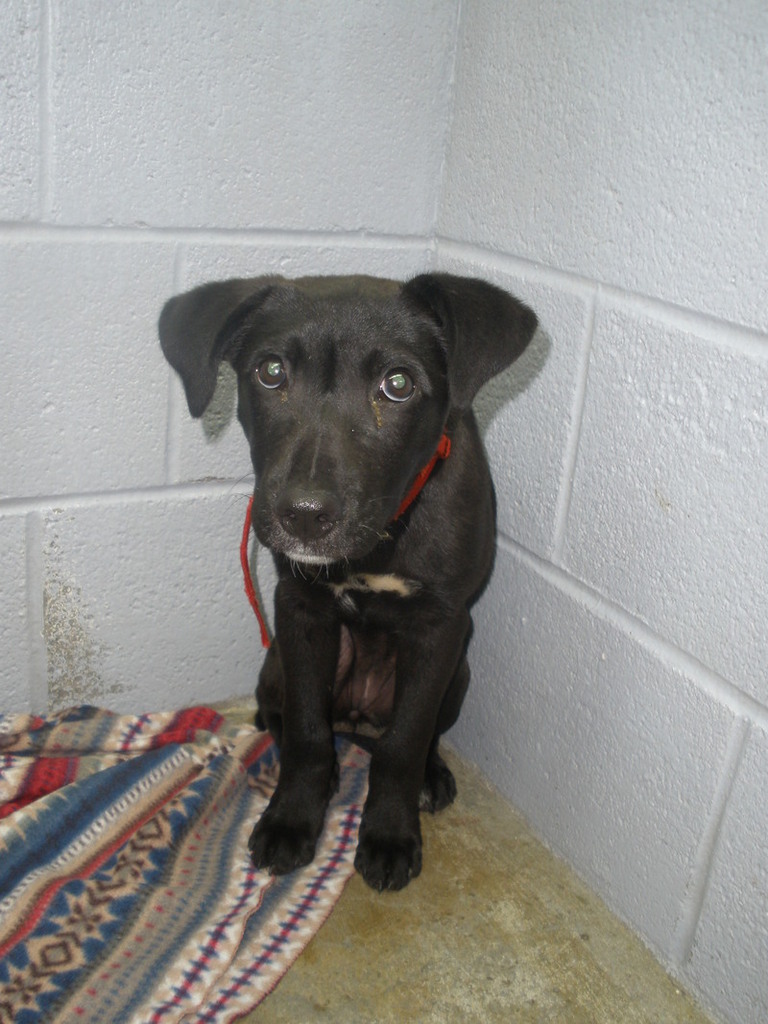 Other Photos of thie Dog