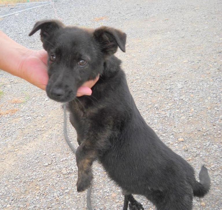 Other Photos of thie Dog