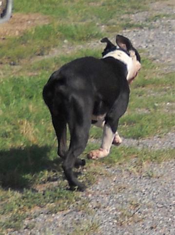 Other Photos of thie Dog