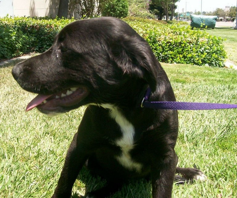 Other Photos of thie Dog