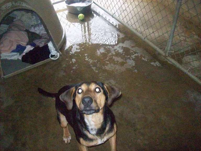 Other Photos of thie Dog