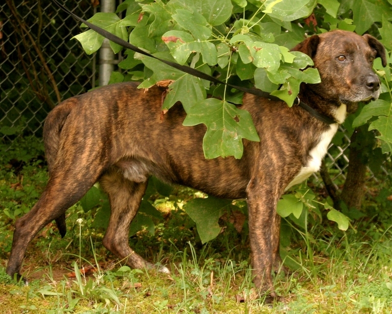Other Photos of thie Dog