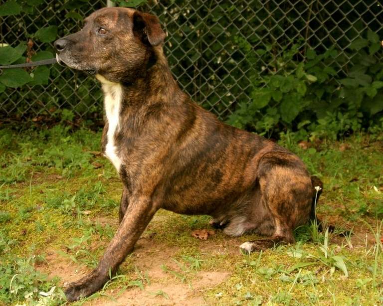 Other Photos of thie Dog