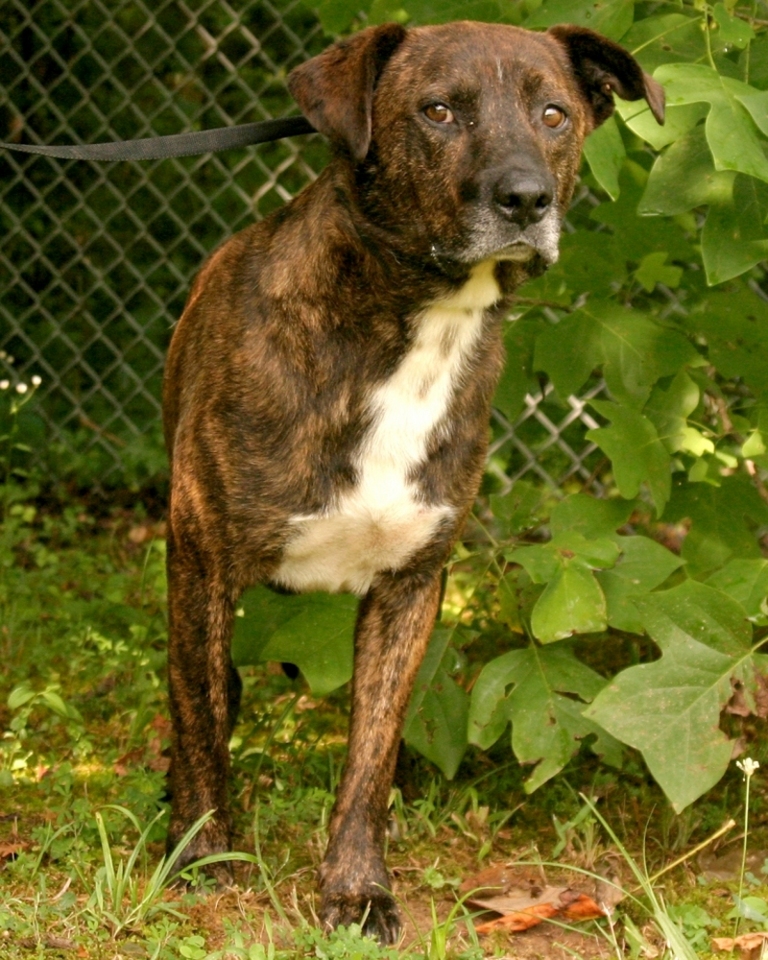 Other Photos of thie Dog