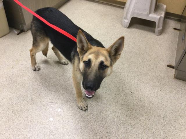 Main Photo of this Dog