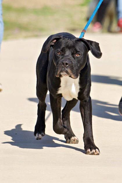 Other Photos of thie Dog