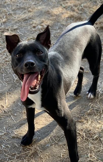 Main Photo of this Dog