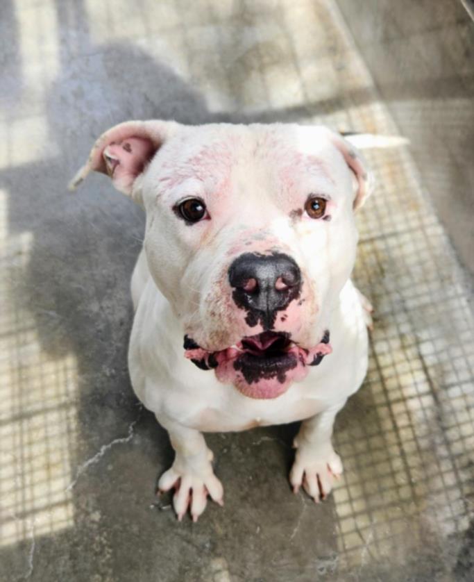 Main Photo of this Dog