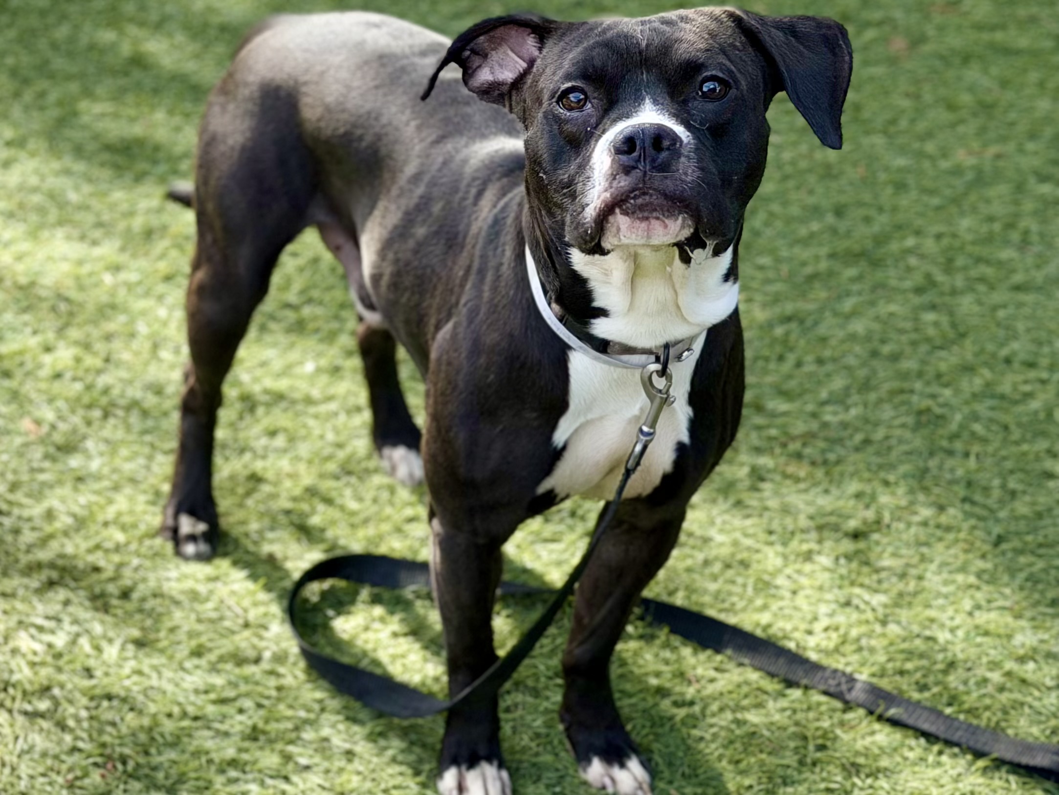 Bently, a Pit Bull Terrier, available for adoption