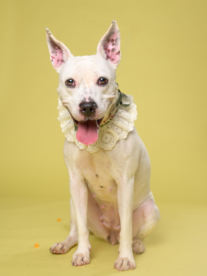 Winter, a Terrier, available for adoption