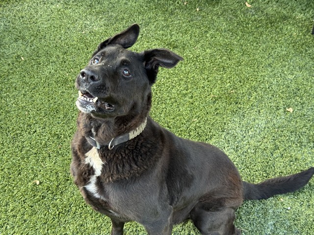 Adoptable pet photo