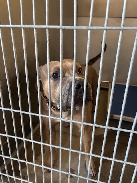 Canello, a American Bulldog, available for adoption