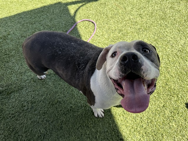 Turbo, a Pit Bull Terrier, available for adoption