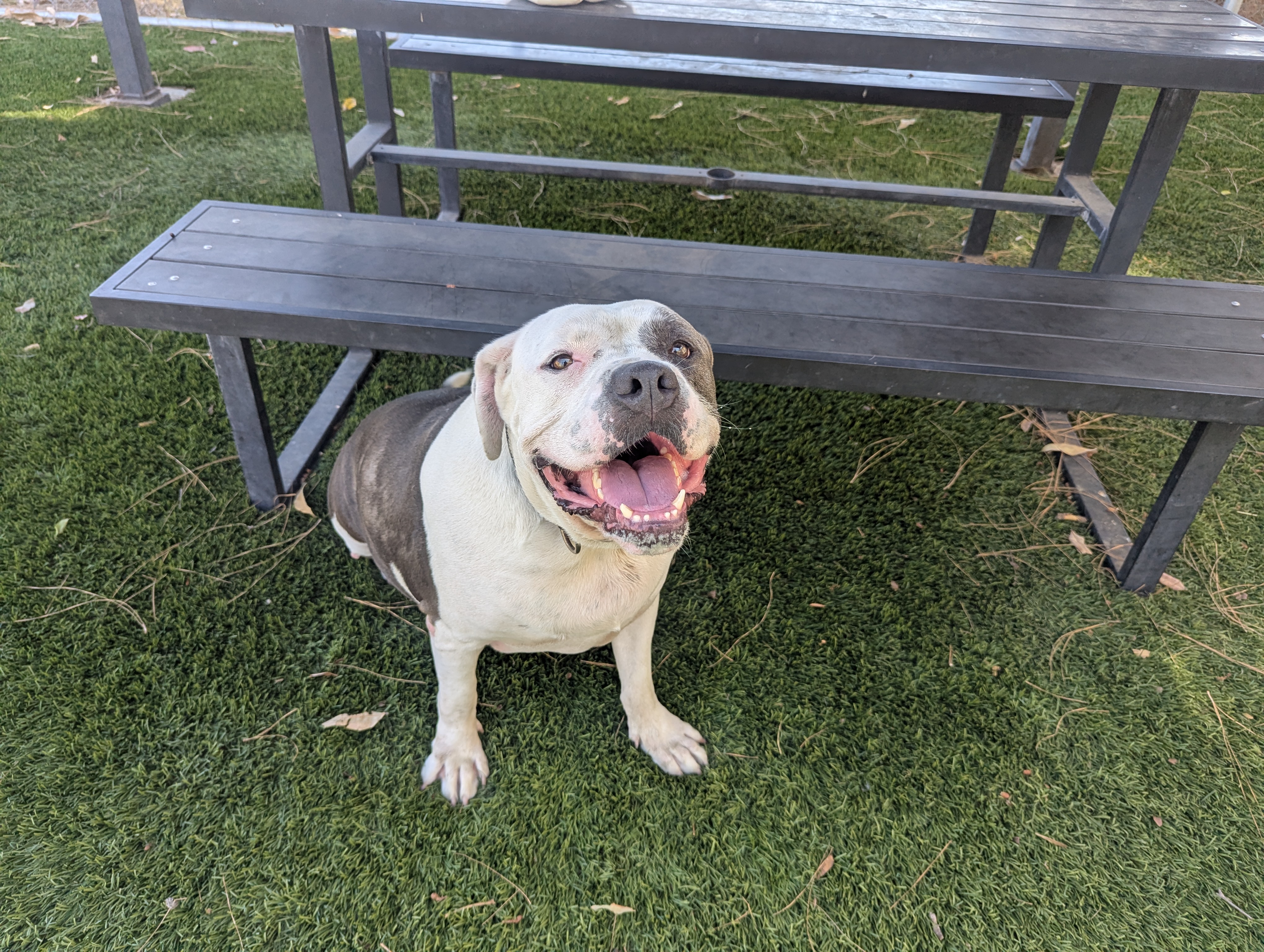 Turbo, a Pit Bull Terrier, available for adoption