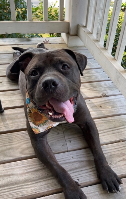 Bronco, a Black Labrador Retriever, available for adoption