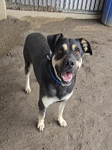 Winston, a Labrador Retriever (mix breed), available for adoption
