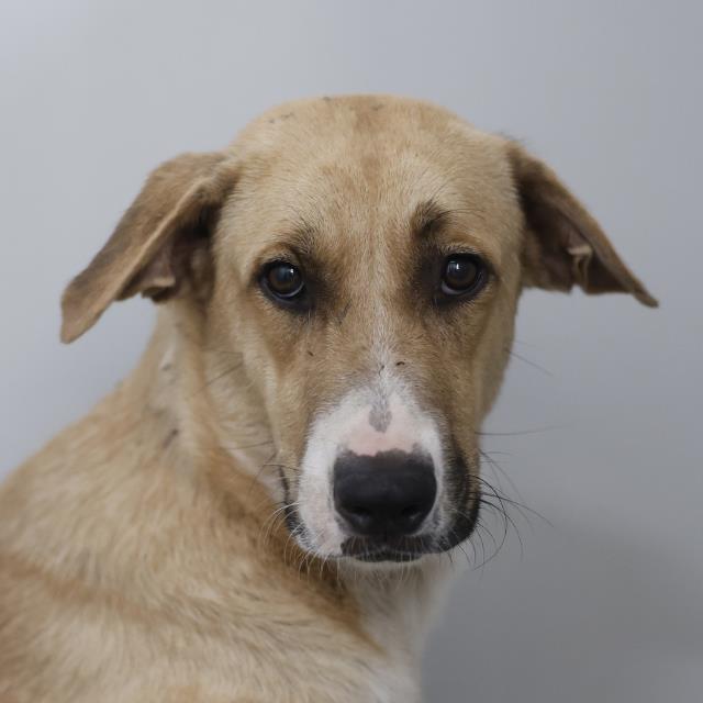 Emmy, a Retriever (mix breed), available for adoption