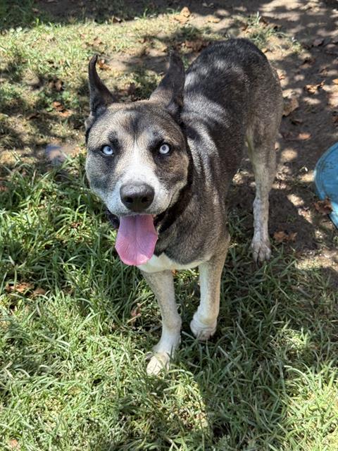 Shawn, a Siberian Husky, available for adoption