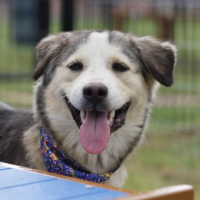 Jesse, a Siberian Husky (mix breed), available for adoption